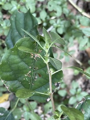 Amaranthus thunbergii