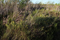 Nidorella pinnata