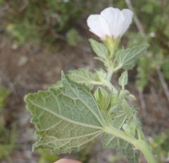Pavonia columella