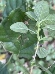 Amaranthus thunbergii