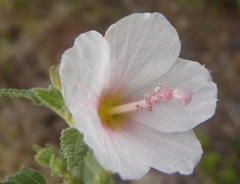 Pavonia columella