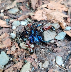 Camponotus ligniperda