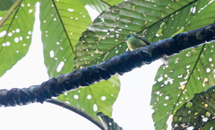 Pogonotriccus poecilotis