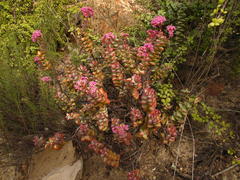 Crassula rupestris rupestris