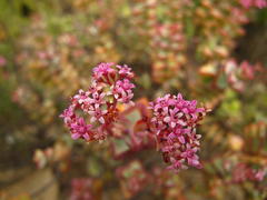 Crassula rupestris rupestris
