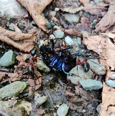 Camponotus ligniperda