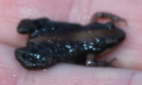 Cacosternum australis