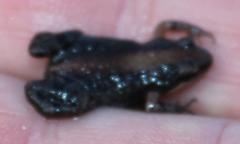 Cacosternum australis