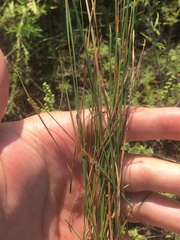 Eleocharis compressa