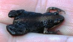 Cacosternum australis