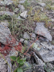 Persicaria angustifolia