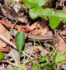 Podarcis muralis