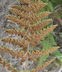 Cheilanthes induta