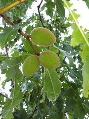 Prunus × hybrida