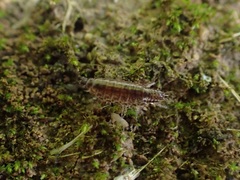 Chaetophiloscia elongata