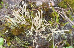 Cladonia subulata