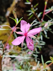 Chamaenerion dodonaei