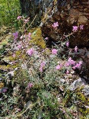 Chamaenerion dodonaei