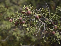 Juniperus phoenicea