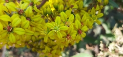 Galphimia glauca