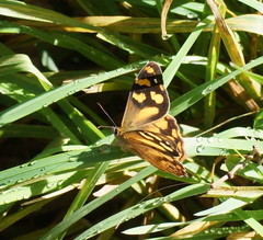 Heteronympha solandri