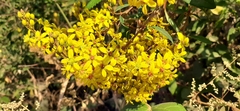 Galphimia glauca