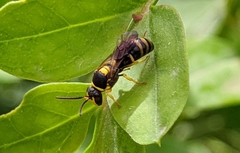 Hylaeus pictus