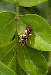 Hylaeus pictus