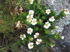 Osmitopsis parvifolia