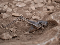 Thyreonotus corsicus