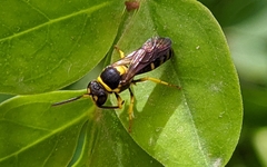 Hylaeus pictus
