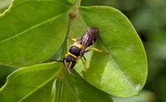 Hylaeus pictus
