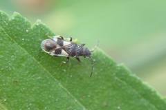 Oxycarenus bicolor