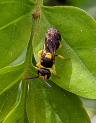 Hylaeus pictus
