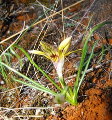 Romulea tortuosa aurea