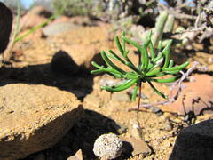 Eriospermum flabellatum