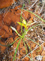 Romulea tortuosa aurea