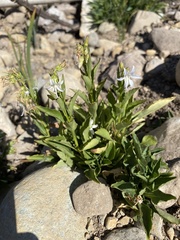 Campanula scouleri