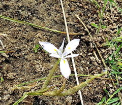 Moraea cedarmontana
