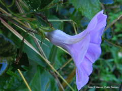 Ipomoea ficifolia