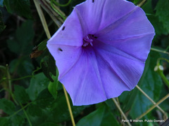 Ipomoea ficifolia