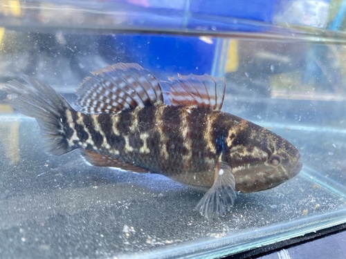 Dormitator maculatus (Bloch, 1792)