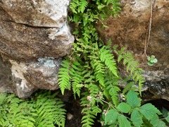 Woodsia caucasica