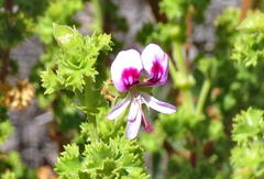 Pelargonium crispum