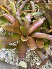 Neoregelia