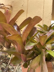 Neoregelia
