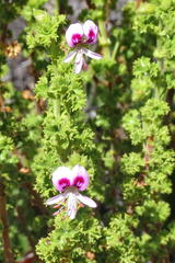 Pelargonium crispum