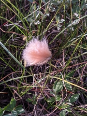 Eriophorum chamissonis