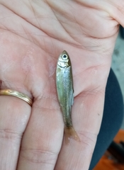 Telestes pleurobipunctatus