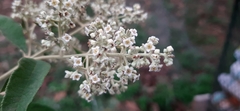 Buddleja parviflora
